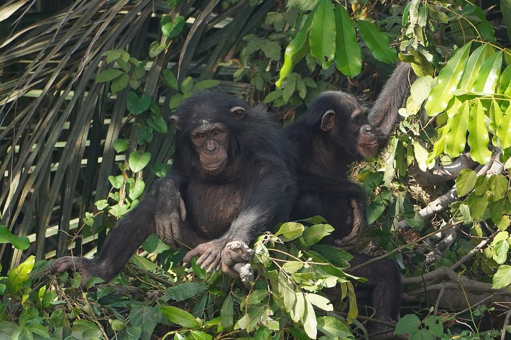 Two West African chimpanzees sitting together in dense green foliage, one looking directly at the camera