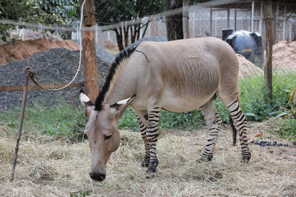 A zebra-donkey hybrid with a donkey's grey-brown body and zebra stripes on its legs, grazing on straw in an enclosure